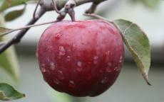 Almata Apple