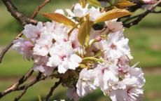 Amanogawa Flowering cherry