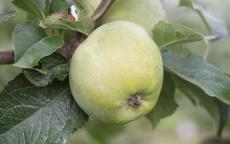 Amere de Berthencourt Apple