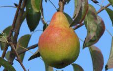 Ananas de Courtrai Pear