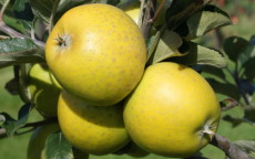 Ananas Reinette Apple