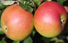 Annie Elizabeth Apple