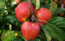 Ard Cairn Russet Apple