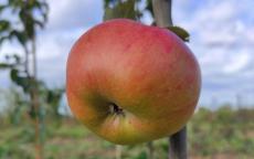 Argilière Apple