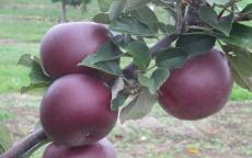 Arkansas Black Apple