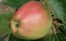 Arthur Turner Apple
