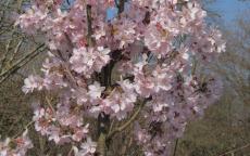 Ascendens Rosea Flowering cherry