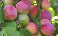 Avalon Plum