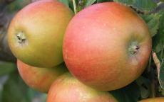 Barnack Beauty Apple