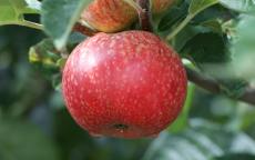 Beauty of Bath Apple