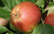 Belle de Boskoop Apple