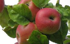 Brabant Bellefleur Apple