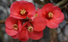 Beni-chidori Flowering cherry
