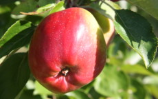 Berner Rosen Apple