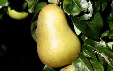 Beurre Hardy (EMLA) Pear
