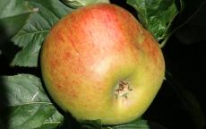Blenheim Orange Apple