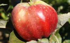 Bloody Ploughman Apple