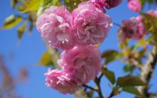 Candy Floss Flowering cherry