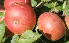 Chisel Jersey Apple