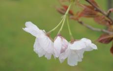 Chocolate Ice Flowering cherry