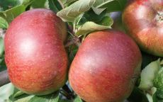 Coeur de Boeuf Apple