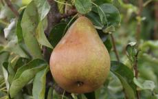 Doyenne du Comice Pear