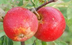 Cornish Aromatic Apple