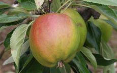Cornish Gilliflower Apple