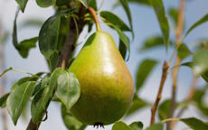 Cornishgold Pear