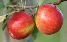 Crimson Crisp Apple