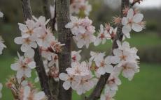 Crimson Pointe Flowering cherry