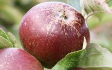 Dabinett Apple
