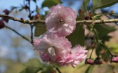 Daikoku Flowering cherry