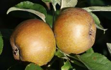 D'Arcy Spice Apple