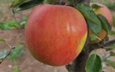Reinette Descardre Apple