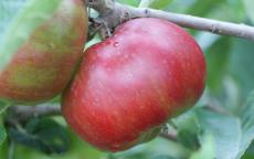 Devonshire Quarrenden Apple