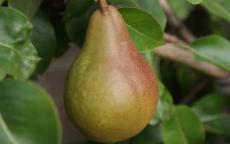 Durondeau Pear