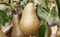 Beurre Bosc Pear