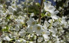 Yamadei Flowering cherry