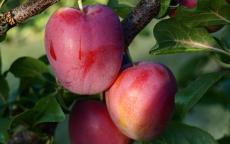 Ruby Cherry plum