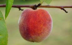 Redhaven Peach / Nectarine