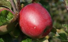 Northern Spy Apple