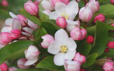 Winter Gold Crab-apple