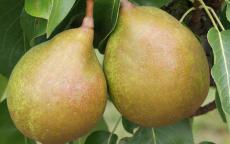Beurre Superfin Pear