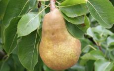 Merton Pride Pear