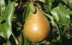 Fondante d'Automne Pear