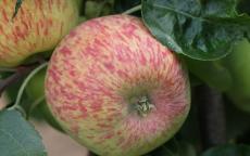 Duchess of Oldenburg Apple