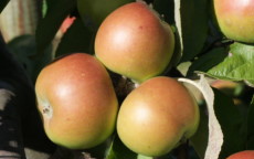 Dunkerton's Late Apple