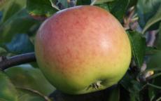 Edward VII Apple