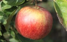 Ellison's Orange Apple